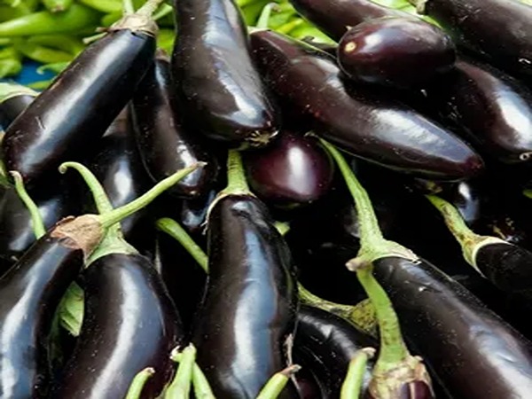 قیمت خرید بادمجان قلمی صادراتی با فروش عمده